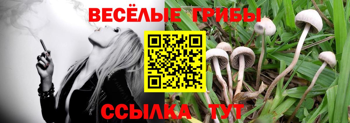 Псилоцибиновые грибы прущие грибы  Вход с VPN  Звенигород 